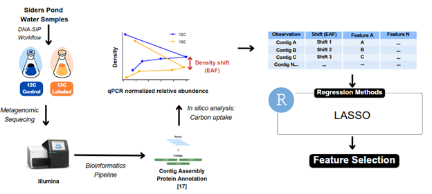 Overview of the DNA-SIP Workflow and Feature Selection Using LASSO Regression